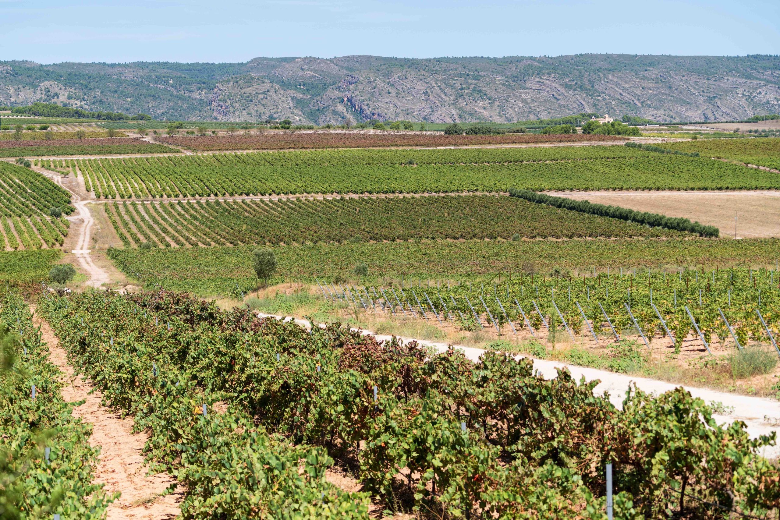 Enoturismo en la Comunidad Valenciana